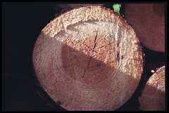 A tree trunk as found at the Veluwe, The Netherlands